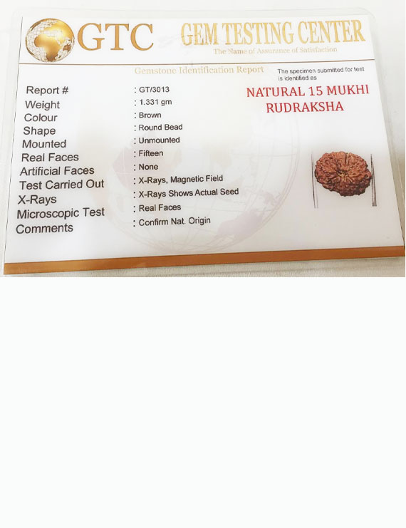 15 Mukhi Indonesian Rudraksha Size- 17.50 mm